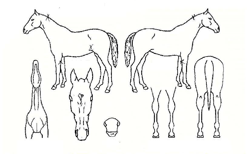 �Ҳ���ȥ�� ����,���,�޸�,�λ�,�ٸ��� Ư¡����