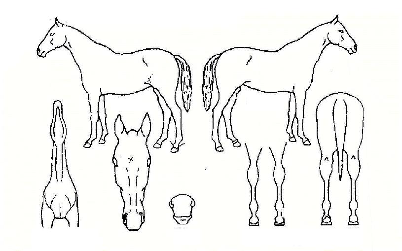 ������ ����,���,�޸�,�λ�,�ٸ��� Ư¡����