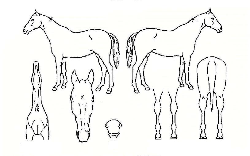 ûõ������ ����,���,�޸�,�λ�,�ٸ��� Ư¡����