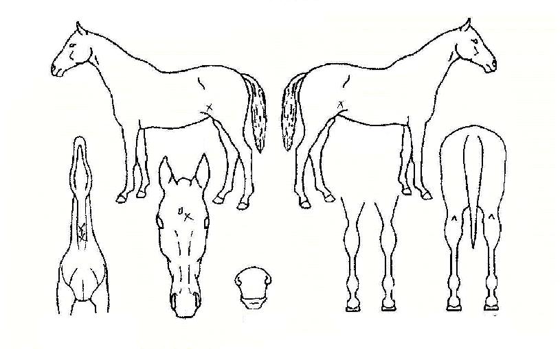 ·¡°ÀÚÀÇ Ãø¸é,¿ì¸é,µÞ¸é,µÎ»ó,´Ù¸®ÀÇ Æ¯Â¡µµÇØ