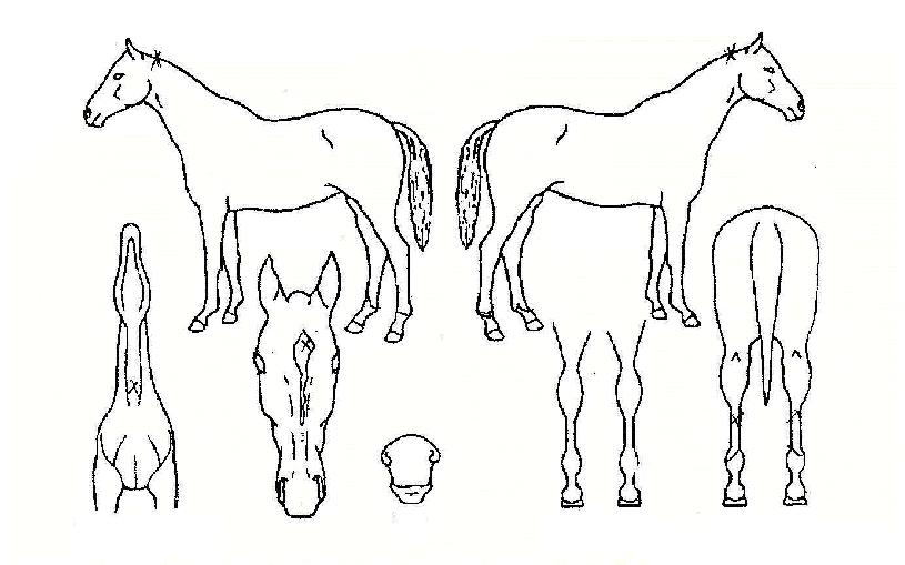 ������� ����,���,�޸�,�λ�,�ٸ��� Ư¡����