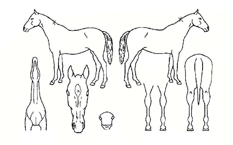 �뼺������ ����,���,�޸�,�λ�,�ٸ��� Ư¡����