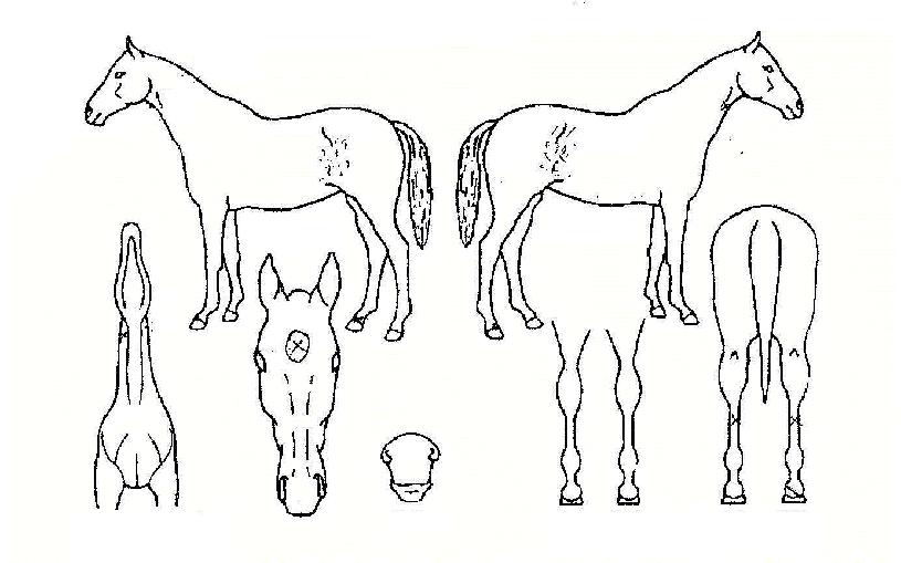 ½Â¸®È®½ÅÀÇ Ãø¸é,¿ì¸é,µÞ¸é,µÎ»ó,´Ù¸®ÀÇ Æ¯Â¡µµÇØ