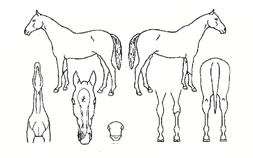 �ͺ��Ŀ��� ����,���,�޸�,�λ�,�ٸ��� Ư¡����