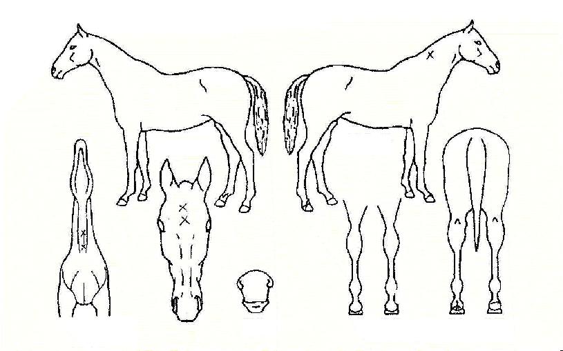 �ν�ƮĢ���� ����,���,�޸�,�λ�,�ٸ��� Ư¡����