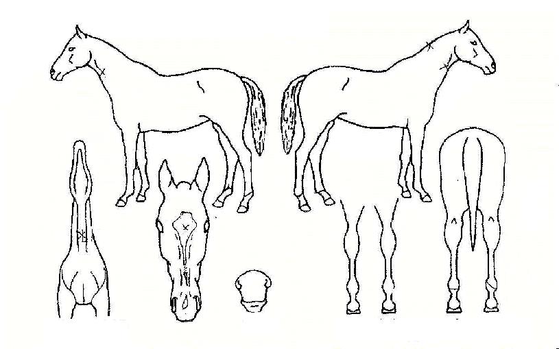 ½ºÇǵåÇÁ¸®ÀÇ Ãø¸é,¿ì¸é,µÞ¸é,µÎ»ó,´Ù¸®ÀÇ Æ¯Â¡µµÇØ