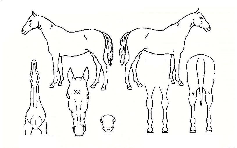 Å·¸ÞÀÌÄ¿ÀÇ Ãø¸é,¿ì¸é,µÞ¸é,µÎ»ó,´Ù¸®ÀÇ Æ¯Â¡µµÇØ