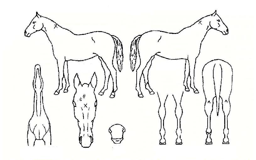 ȭ��Ʈ�˷ξ��ڸ��� ����,���,�޸�,�λ�,�ٸ��� Ư¡����