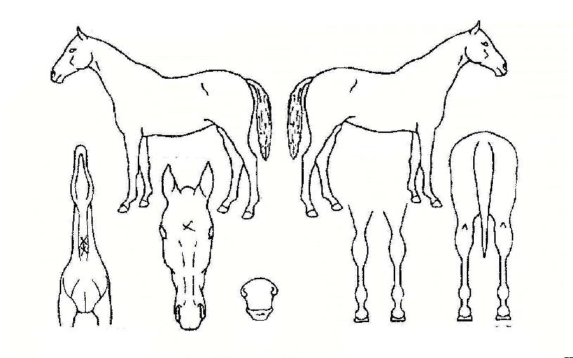 ¿¡µå¸óµåÀÇ Ãø¸é,¿ì¸é,µÞ¸é,µÎ»ó,´Ù¸®ÀÇ Æ¯Â¡µµÇØ