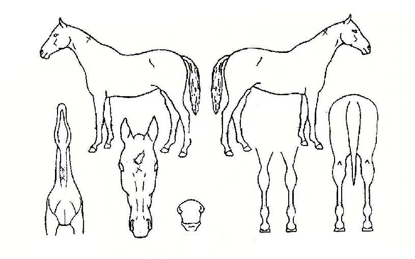 ��Ҿ�ħ�� ����,���,�޸�,�λ�,�ٸ��� Ư¡����