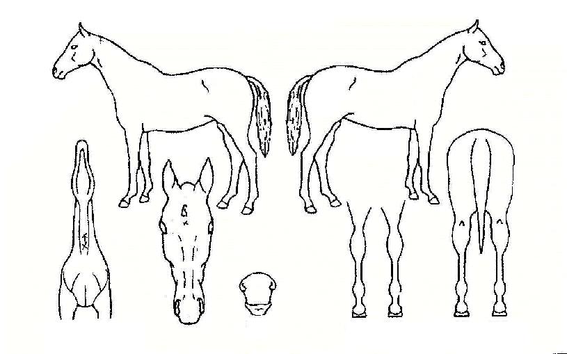 �ҵ����� ����,���,�޸�,�λ�,�ٸ��� Ư¡����