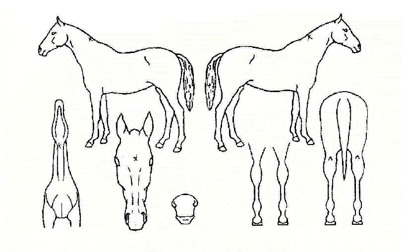 ±×·¹ÀÌÆ®·±ÀÇ Ãø¸é,¿ì¸é,µÞ¸é,µÎ»ó,´Ù¸®ÀÇ Æ¯Â¡µµÇØ