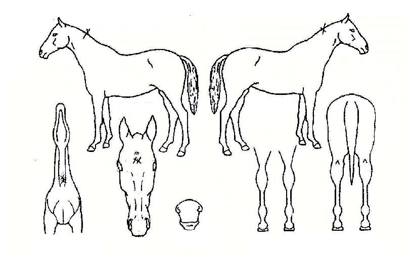 �������� ����,���,�޸�,�λ�,�ٸ��� Ư¡����