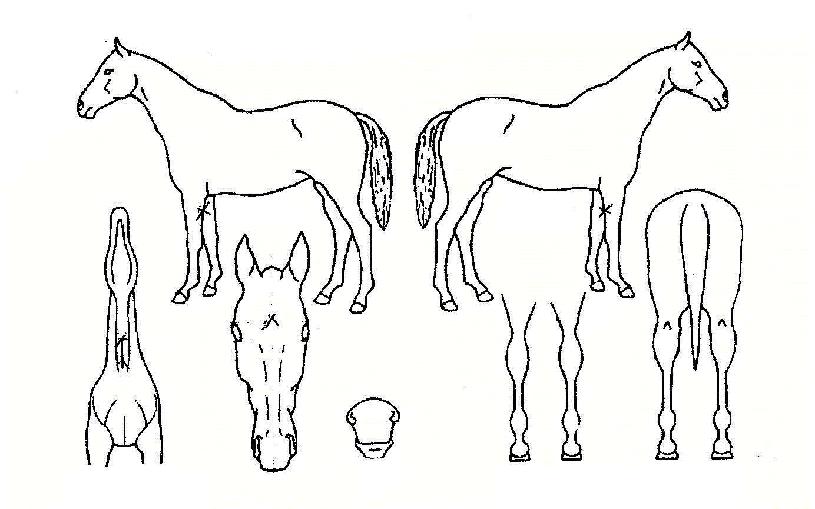 ���������� ����,���,�޸�,�λ�,�ٸ��� Ư¡����