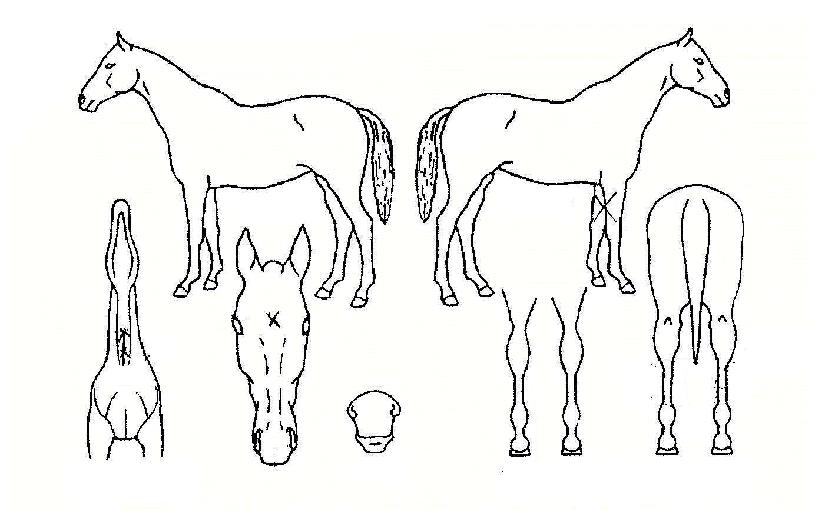 �޺������� ����,���,�޸�,�λ�,�ٸ��� Ư¡����