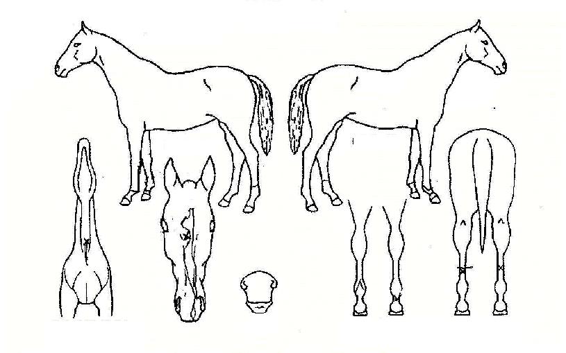 ¿ø´õǮŸÀÓÀÇ Ãø¸é,¿ì¸é,µÞ¸é,µÎ»ó,´Ù¸®ÀÇ Æ¯Â¡µµÇØ