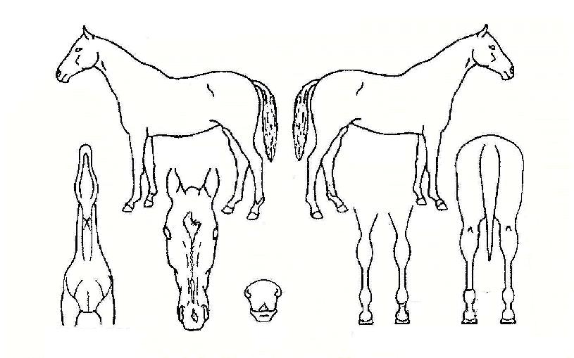 èÇÁÈ÷¾î·ÎÀÇ Ãø¸é,¿ì¸é,µÞ¸é,µÎ»ó,´Ù¸®ÀÇ Æ¯Â¡µµÇØ