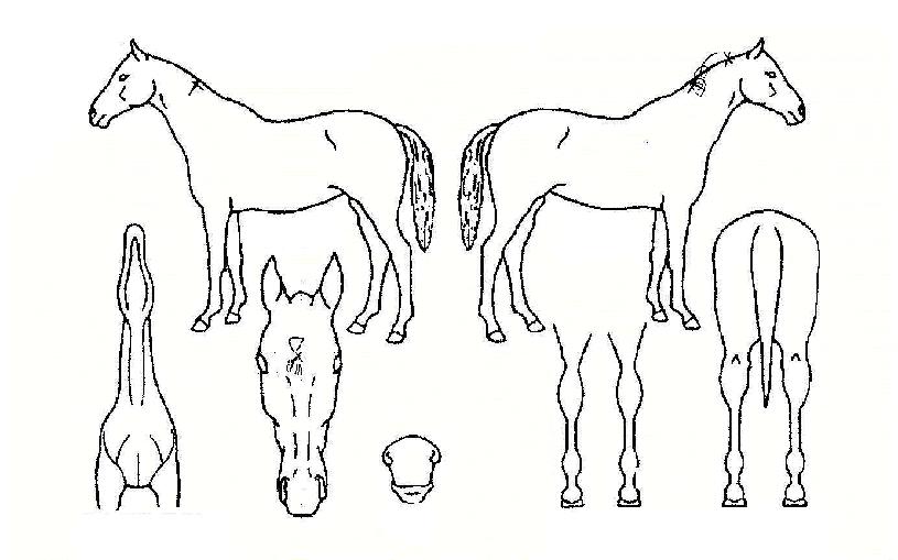 ������ڸ��� ����,���,�޸�,�λ�,�ٸ��� Ư¡����