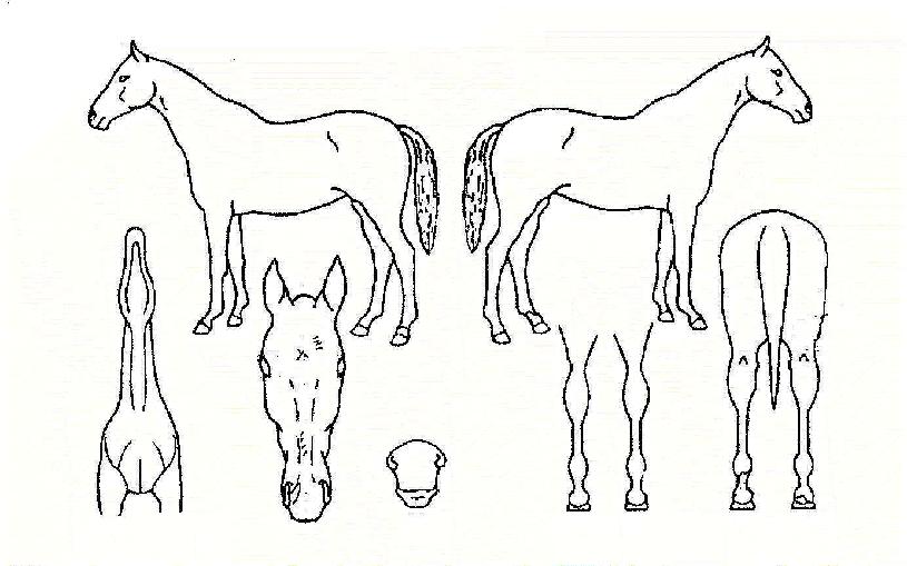 Ä¿¹Ð¸®¾îÀÇ Ãø¸é,¿ì¸é,µÞ¸é,µÎ»ó,´Ù¸®ÀÇ Æ¯Â¡µµÇØ