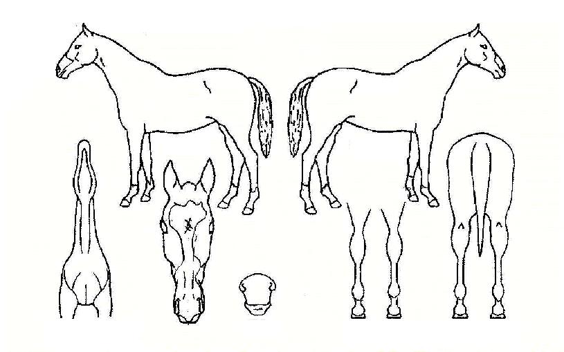 ³²ÃÌÀÇÁöÁ¸ÀÇ Ãø¸é,¿ì¸é,µÞ¸é,µÎ»ó,´Ù¸®ÀÇ Æ¯Â¡µµÇØ