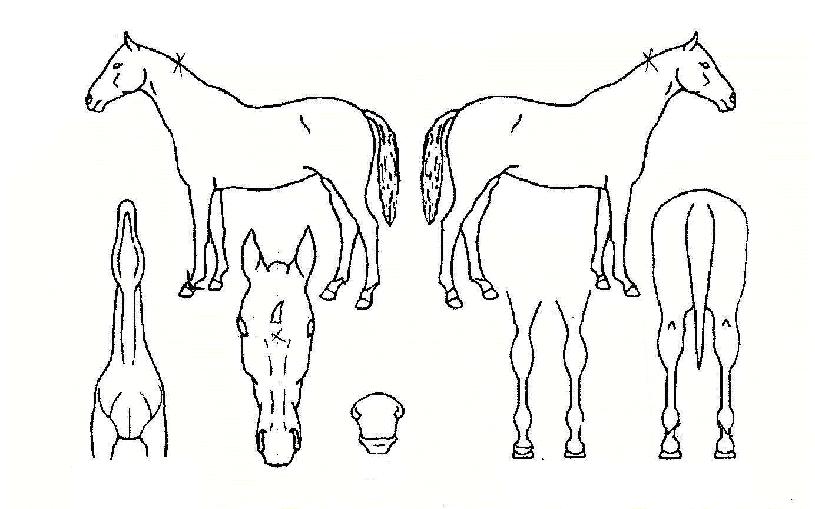 ÆÈ¸ÞÅäÀÇ Ãø¸é,¿ì¸é,µÞ¸é,µÎ»ó,´Ù¸®ÀÇ Æ¯Â¡µµÇØ