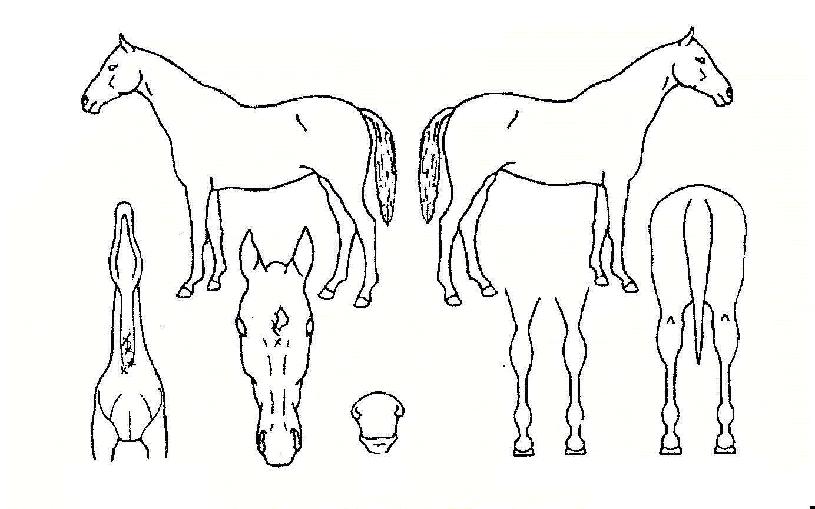 Äè°ÉÀ屺ÀÇ Ãø¸é,¿ì¸é,µÞ¸é,µÎ»ó,´Ù¸®ÀÇ Æ¯Â¡µµÇØ