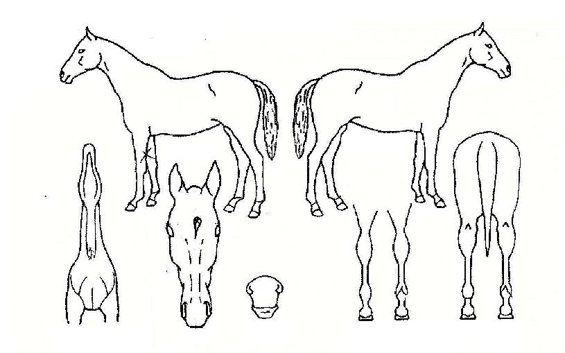 ��ġ�� ����,���,�޸�,�λ�,�ٸ��� Ư¡����