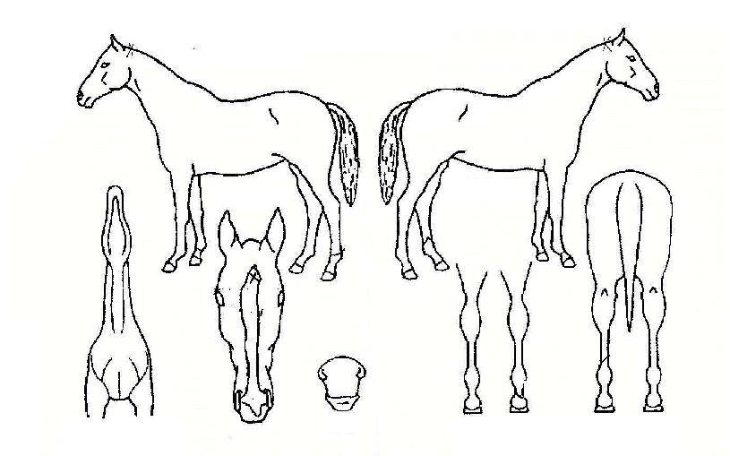 ȯȣ�Ҹ��� ����,���,�޸�,�λ�,�ٸ��� Ư¡����