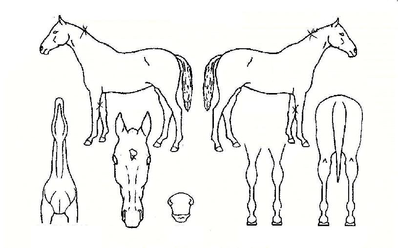 ºí·ç¶ôÀÚ¸¶ÀÇ Ãø¸é,¿ì¸é,µÞ¸é,µÎ»ó,´Ù¸®ÀÇ Æ¯Â¡µµÇØ