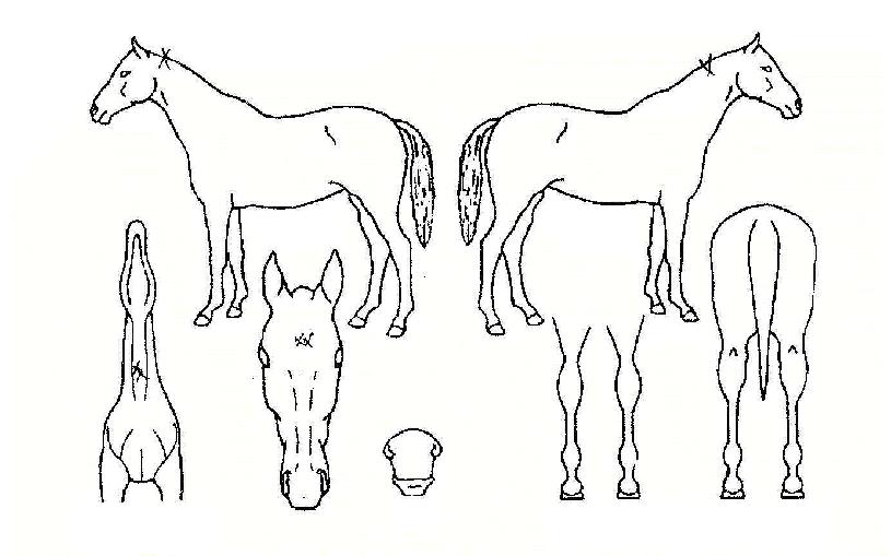 °Å¸ÀÚÀÇ Ãø¸é,¿ì¸é,µÞ¸é,µÎ»ó,´Ù¸®ÀÇ Æ¯Â¡µµÇØ