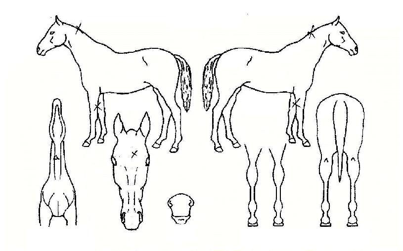 û�ɴ��� ����,���,�޸�,�λ�,�ٸ��� Ư¡����