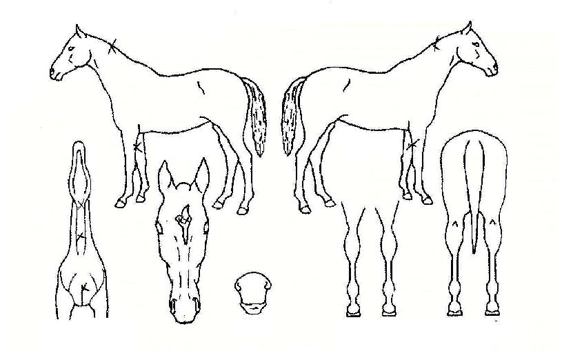 ¿¸°¹Ì·¡ÀÇ Ãø¸é,¿ì¸é,µÞ¸é,µÎ»ó,´Ù¸®ÀÇ Æ¯Â¡µµÇØ