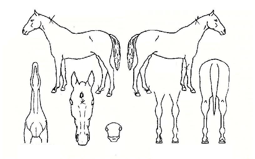 Æò´ëÁöÁ¸ÀÇ Ãø¸é,¿ì¸é,µÞ¸é,µÎ»ó,´Ù¸®ÀÇ Æ¯Â¡µµÇØ