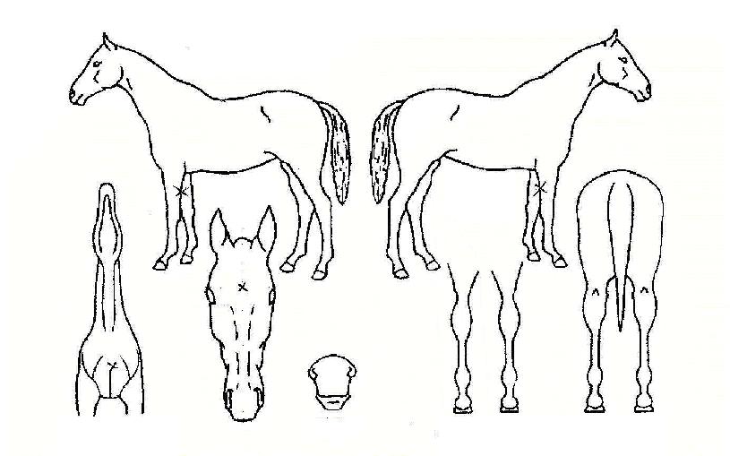 ÇÁ·ÎŰ¿ÂÀÇ Ãø¸é,¿ì¸é,µÞ¸é,µÎ»ó,´Ù¸®ÀÇ Æ¯Â¡µµÇØ