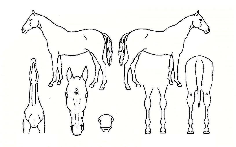 Ȳµ¿¸íÆÐÀÇ Ãø¸é,¿ì¸é,µÞ¸é,µÎ»ó,´Ù¸®ÀÇ Æ¯Â¡µµÇØ