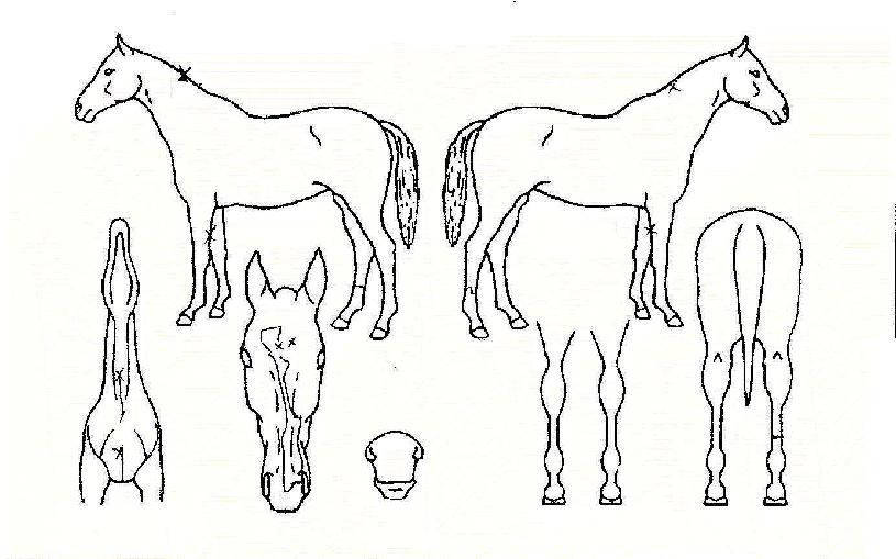 ºñ¹Ù½½·çÀÇ Ãø¸é,¿ì¸é,µÞ¸é,µÎ»ó,´Ù¸®ÀÇ Æ¯Â¡µµÇØ