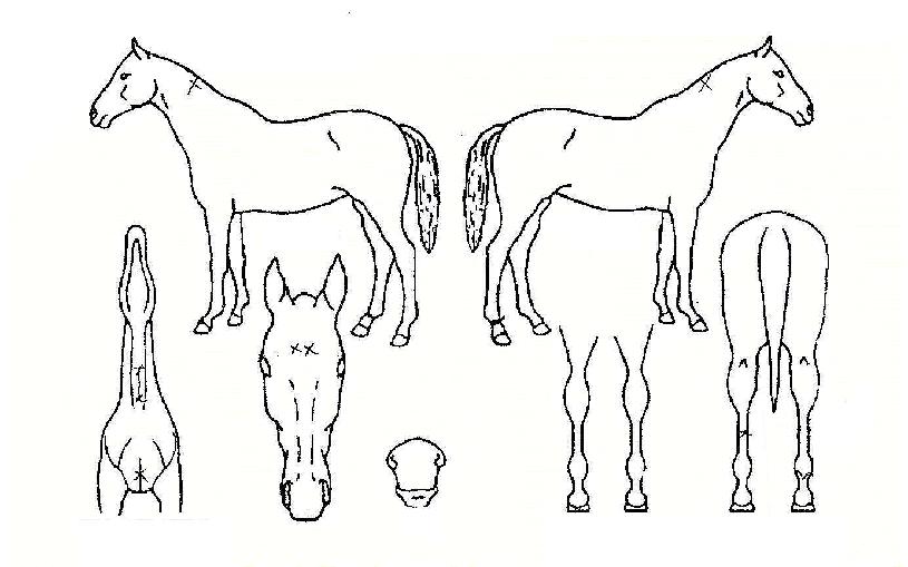 ����γ��ڸ��� ����,���,�޸�,�λ�,�ٸ��� Ư¡����