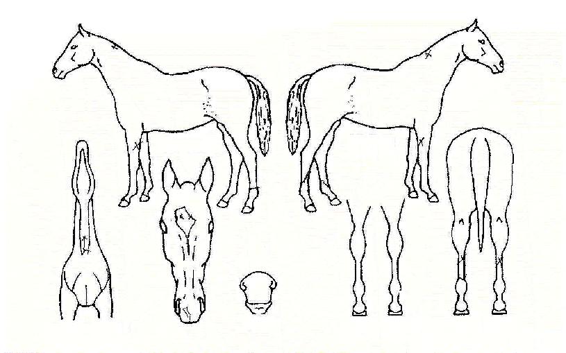 Á¦¿µ¿À¸§ÀÇ Ãø¸é,¿ì¸é,µÞ¸é,µÎ»ó,´Ù¸®ÀÇ Æ¯Â¡µµÇØ