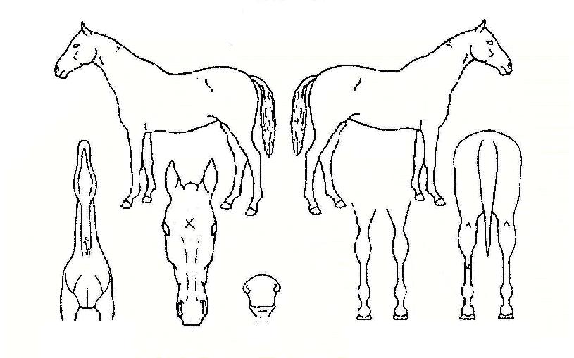 °úõ½½·çÀÇ Ãø¸é,¿ì¸é,µÞ¸é,µÎ»ó,´Ù¸®ÀÇ Æ¯Â¡µµÇØ