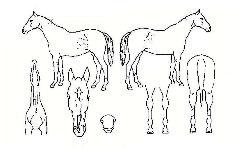 ¹Ù¶÷°°ÀÌÀÇ Ãø¸é,¿ì¸é,µÞ¸é,µÎ»ó,´Ù¸®ÀÇ Æ¯Â¡µµÇØ