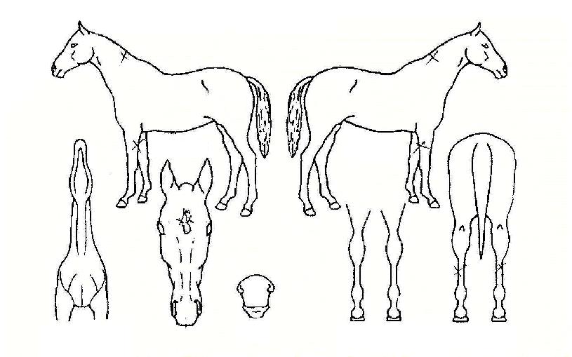 �¸��̼��� ����,���,�޸�,�λ�,�ٸ��� Ư¡����