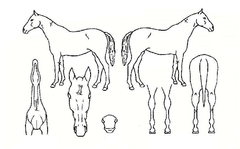 ���������� ����,���,�޸�,�λ�,�ٸ��� Ư¡����