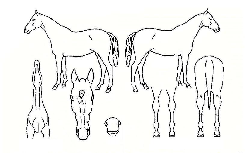 ���Ͽ��� ����,���,�޸�,�λ�,�ٸ��� Ư¡����