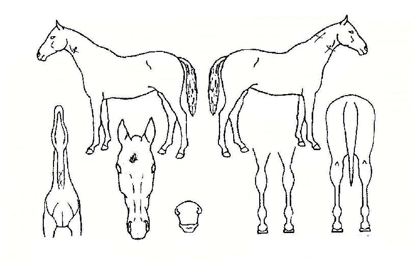 ÀÌÁöÄÄÆÛ´ÏÀÇ Ãø¸é,¿ì¸é,µÞ¸é,µÎ»ó,´Ù¸®ÀÇ Æ¯Â¡µµÇØ