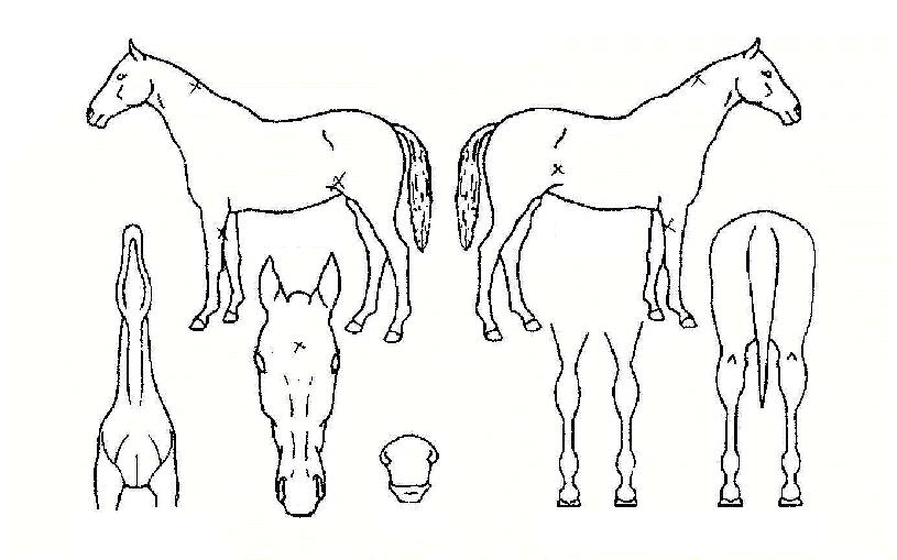 ¿ø½º¿£Æ÷¿ÃÀÚ¸¶ÀÇ Ãø¸é,¿ì¸é,µÞ¸é,µÎ»ó,´Ù¸®ÀÇ Æ¯Â¡µµÇØ