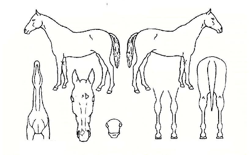 þ���帶�̿������ڸ��� ����,���,�޸�,�λ�,�ٸ��� Ư¡����