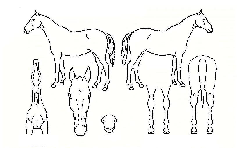 ½ÃƼÄÚÀÌÀÇ Ãø¸é,¿ì¸é,µÞ¸é,µÎ»ó,´Ù¸®ÀÇ Æ¯Â¡µµÇØ