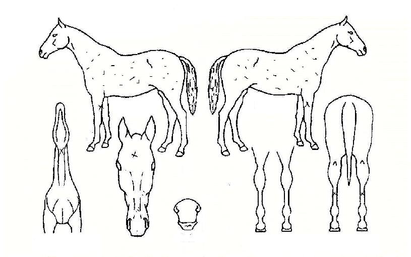 ¿ö³ÊºñÀÇ Ãø¸é,¿ì¸é,µÞ¸é,µÎ»ó,´Ù¸®ÀÇ Æ¯Â¡µµÇØ