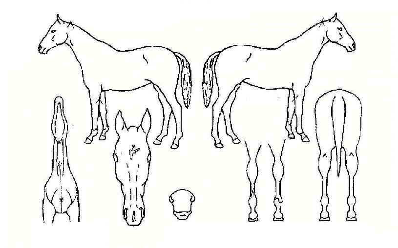 ÇѶóÀÚÀ̾ðÆ®ÀÇ Ãø¸é,¿ì¸é,µÞ¸é,µÎ»ó,´Ù¸®ÀÇ Æ¯Â¡µµÇØ