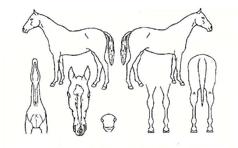 ÇdzªÅõº¸ÀÇ Ãø¸é,¿ì¸é,µÞ¸é,µÎ»ó,´Ù¸®ÀÇ Æ¯Â¡µµÇØ